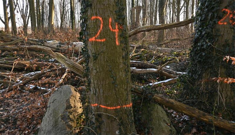 25 Bäume sind im Dohrenwald markiert worden.
