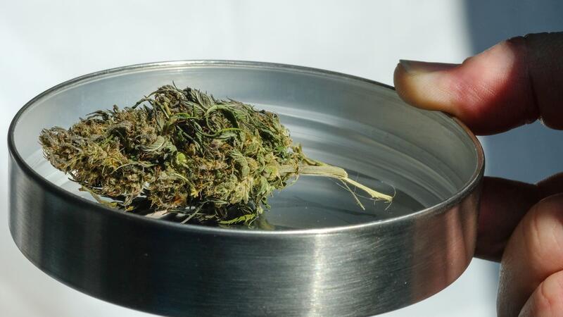  Eine getrocknete Hanfknospe liegt auf der International Cannabis Business Conference ICBC am Messestand eines Ausstellers. 