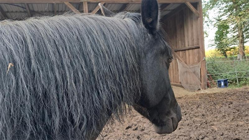 26 Pferde, Ponys, Esel und Mulis werden vom Landkreis Rotenburg nach einer Beschlagnahmung versteigert.