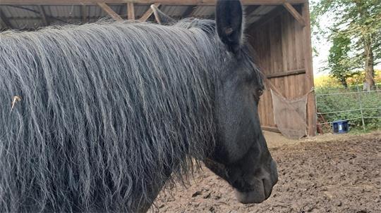 26 Pferde, Ponys, Esel und Mulis werden vom Landkreis Rotenburg nach einer Beschlagnahmung versteigert.