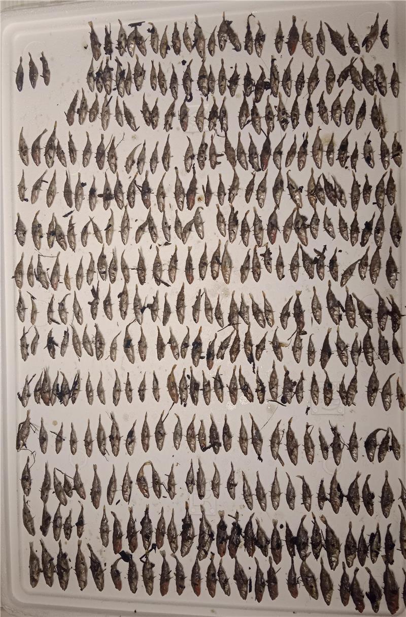 Giftige Stoffe aus dem Klärwerk: Zehntausende tote Fische in der Aue 276 tote Fische auf 30 Metern Bachlauf. Das ist die Bilanz der ersten Stunden.