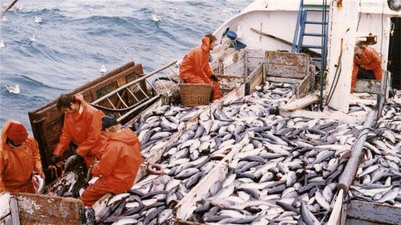 Darum mussten die deutschen Fischer ihre Kutter verkaufen 300 Zentner Seelachs an Bord: Bis zu den Oberschenkeln im Fisch.
