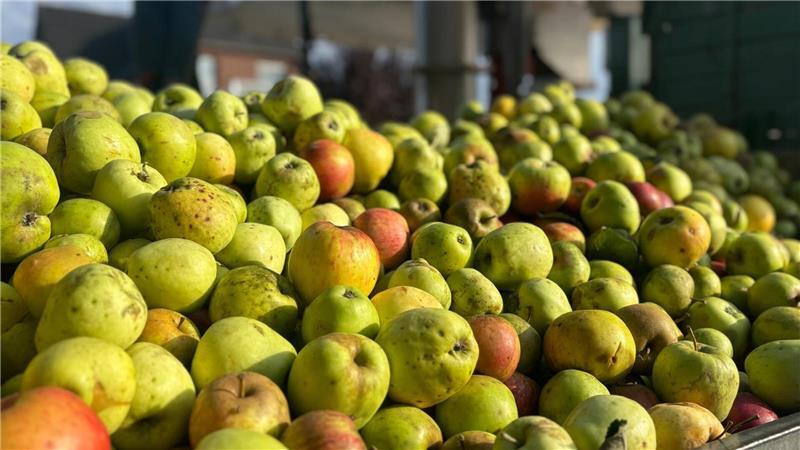 Ahlerstedter Kinder helfen: Wenn tonnenweise Äpfel zu Saft werden 44 verschiedene Apfelsorten verleihen dem Apfelsaft seinen Geschmack.