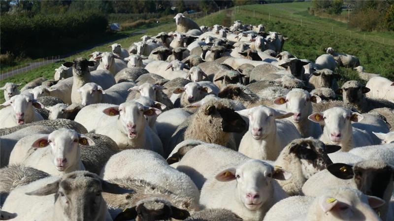 50 Schafe, vor allem Lämmer und ältere Tiere, verlor Deichschäfer Reuscher in dieser Saison durch die Blauzungenkrankheit. Die Tiere waren zeitweilig zu schlapp zum Laufen.