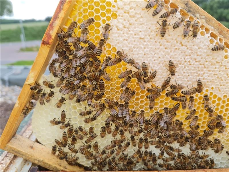In Harsefeld kann jeder Bienenretter werden 50.000 Bienen plus Königin enthält ein Bienenkasten. Foto: Stefan Tiedemann