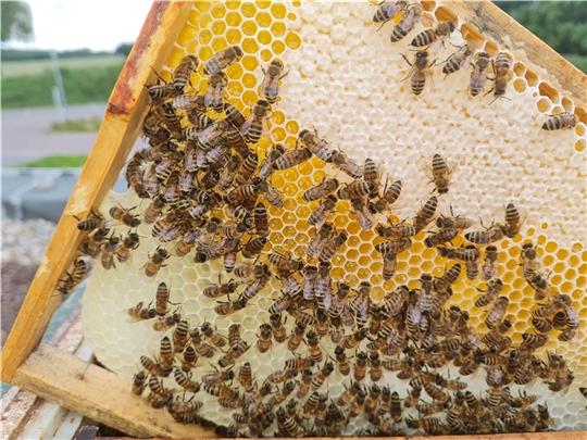 50.000 Bienen plus Königin enthält ein Bienenkasten. Foto: Stefan Tiedemann