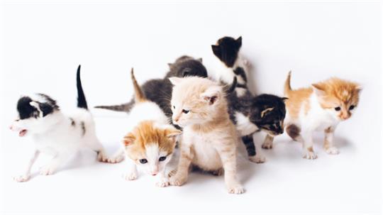 60 Katzen sollen in Seevetal in einem Anhänger eingesperrt worden sein (Symbolbild).