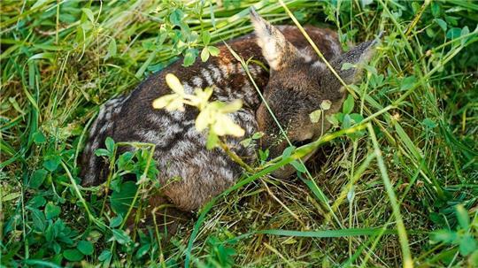 67 Drohnen wurden für die Rettung von Rehkitzen und anderen Wildtieren in Niedersachsen in diesem Jahr gefördert. (Symbolbild)