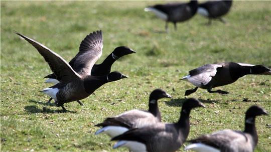 80.000 Ringelgänse halten sich zeitgleich in diesem Frühjahr in Schleswig-Holstein auf. (Symbolbild) 