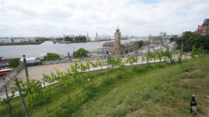 Diese 7 Hamburg-Spots haben besten Ausblick und sind kostenlos 99 Rebstöcke wachsen hier. Von der Jugendherberge am Stintfang aus hat man Blick auf den Weinberg und die Landungsbrücken. (Archivbild)