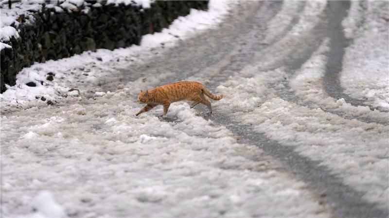 ABC, wer läuft denn da im Schnee? Eine Katze huscht im indischen Srinagar über eine schneebedeckte Straße.