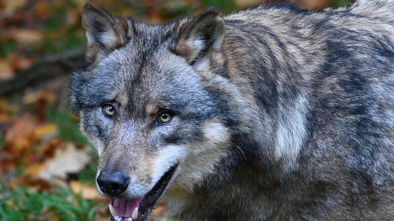 Mutmaßlicher Wolfsangriff: Mehrere Schafe in Aurich getötet ARCHIV - Ein Wolf läuft durch einen Wald. Foto: Swen Pförtner/dpa/Symbolbild