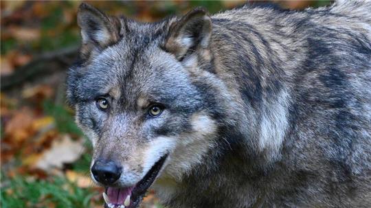 ARCHIV - Ein Wolf läuft durch einen Wald. Foto: Swen Pförtner/dpa/Symbolbild