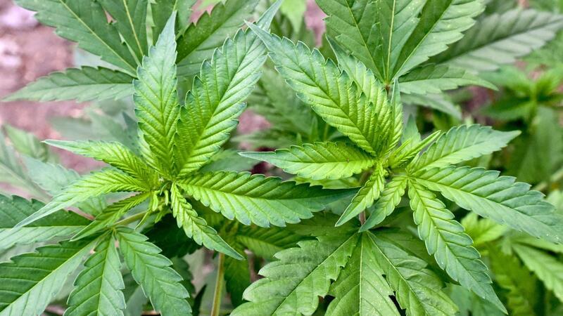 ARCHIV - Eine illegale Hanf-Plantage entdeckten Beamte der Polizei Neu Wulmstorf.