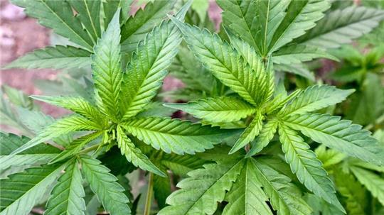 ARCHIV - Eine illegale Hanf-Plantage entdeckten Beamte der Polizei Neu Wulmstorf.