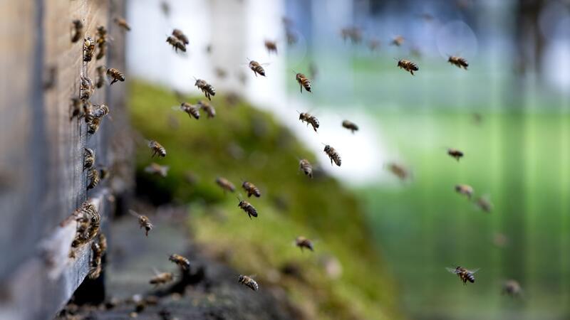 Amerikanische Faulbrut bei Bienenvolk in Tostedt entdeckt ARCHIV - Honigbienen fliegen einen Bienenstock an.