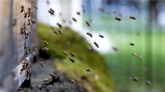 ARCHIV - Honigbienen fliegen einen Bienenstock an.