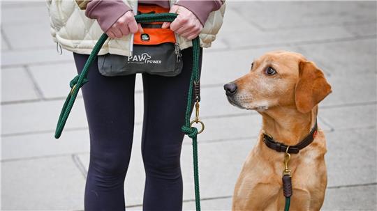 Ab Juli 2026 gilt in Bremen und Bremerhaven ein neues Hundegesetz mit Führerscheinpflicht – auch Versicherung und Registrierung werden Pflicht.