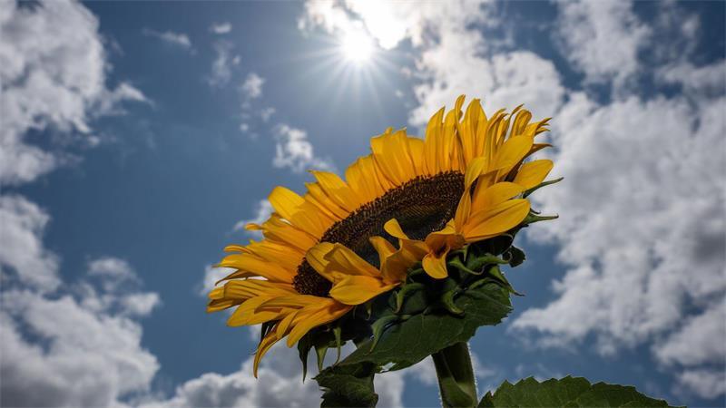 Ab Montag kämpft sich die Sonne wieder durch die Wolkendecke. (Archivbild)
