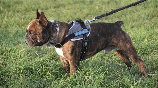 Ab dem 1. April gilt auch im Landkreis Stade für Hunde die Leinenpflicht.