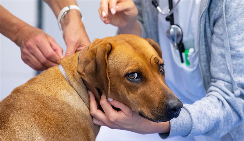 Ab dem 22. November gilt eine neue Gebührenordnung für Tierärzte. Foto: Sven Hoppe/dpa