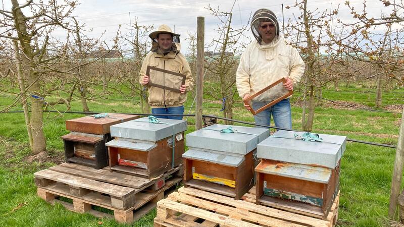 Ab dem Wochenende beginnt die Bienen-Einwanderung im Alten Land.