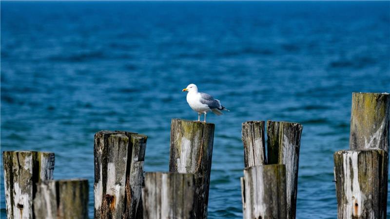 Ab der Wochenmitte kommt der Frühling zurück in weite Teile Deutschlands. (Archivbild)