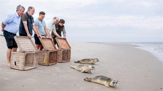 Ab in die Freiheit: Bundesumweltminister Carsten Schneider (SPD, Mitte) ist auf der Nordseeinsel Juist erstmals bei einer Auswilderung dabei.