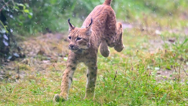 Ab in die Freiheit: Luchs Luca wird in einem Wald im Erzgebirge ausgewildert. 