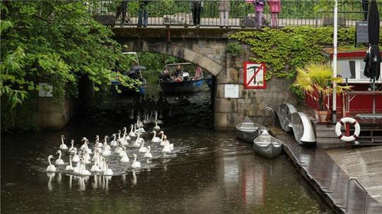 Ab in die Freiheit und Brutplätze suchen: Hamburgs Alsterschwäne sind nun wieder auf der Alster und ihren Nebengewässern und Kanälen unterwegs.