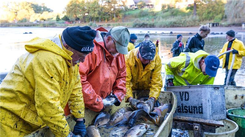 Bilder des Tages Abfischen am Dorchesee bringt reiche Beute