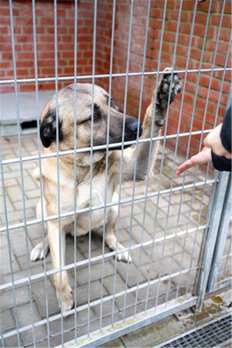Abgegebene Hunde weisen zum Teil Verhaltensauffälligkeiten auf.