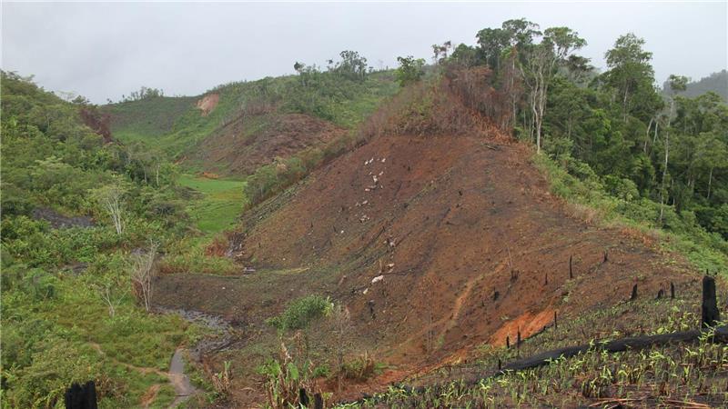 Inselreptilien verschwinden, bevor man sie überhaupt kennt Abgeholzter Wald in Madagaskar