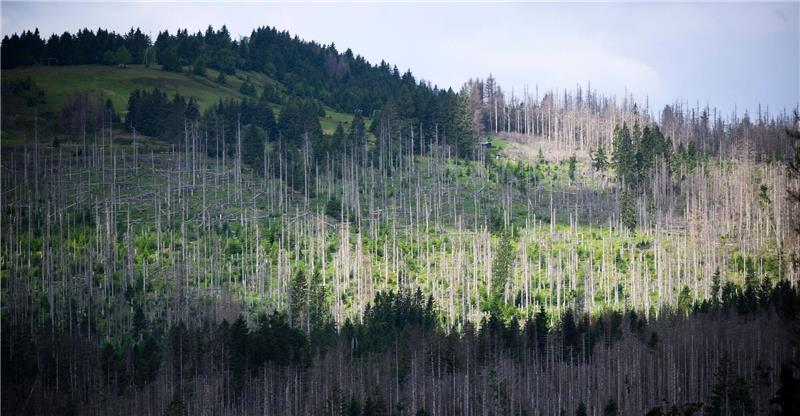Baumsterben hat keine merklichen Auswirkungen auf Buchungen Abgestorbene Fichten stehen im Nationalpark Harz.