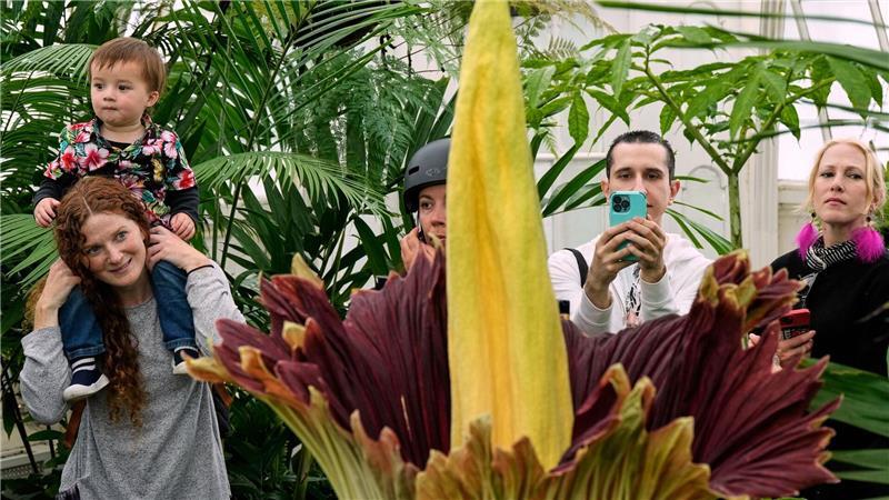Abigail Zaehringer, links, trägt ihren Sohn Avery Liu auf den Schultern, während sie eine blühende Titanenwurz die im Conservatory of Flowers in San Francisco wächst betrachten. 