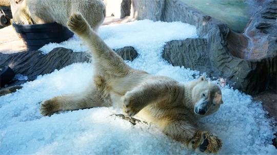 Abkühlung für Eisbären im Zoo