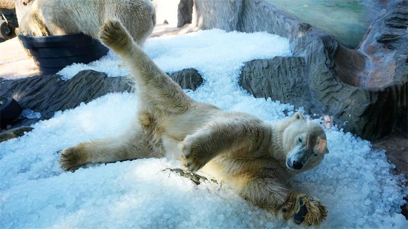 Abkühlung für Eisbären im Zoo