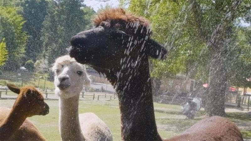 Abkühlung im Wingster Waldzoo: Das Alpaka genießt die Dusche.
