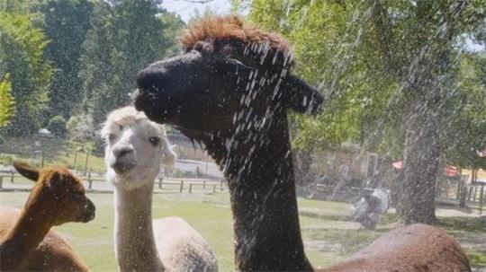 Abkühlung im Wingster Waldzoo: Das Alpaka genießt die Dusche.