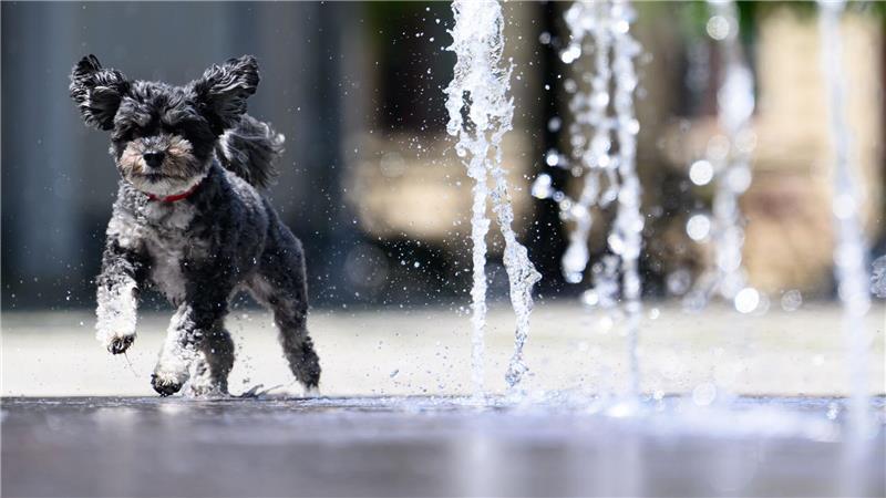 Abkühlung in Dresden: Bolonka Rosi jagt durch Wasserfontänen auf der Hauptstraße