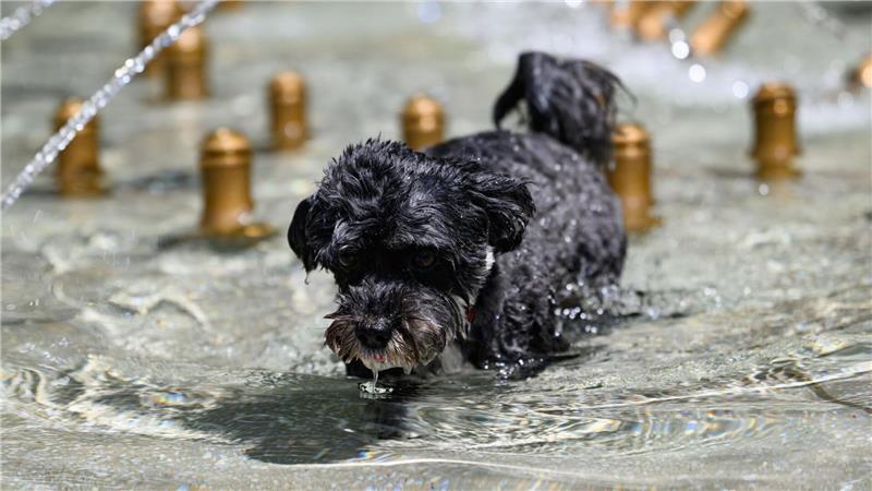 Hitzealarm im Westen – Wetterdienst ruft zur Vorsicht auf Abkühlung ist nicht nur bei Menschen willkommen.