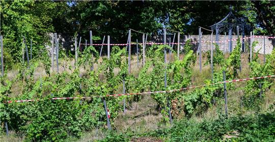 Absperrband hängt am Bischöflichen Weinberg im Magdalenengarten.
