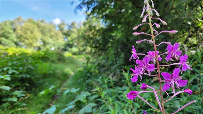 Abwechslungsreiche Wanderung mit Einblicken in die Geschichte: der Rundweg „Von der Pipinsburg zum Dorumer Moor“.