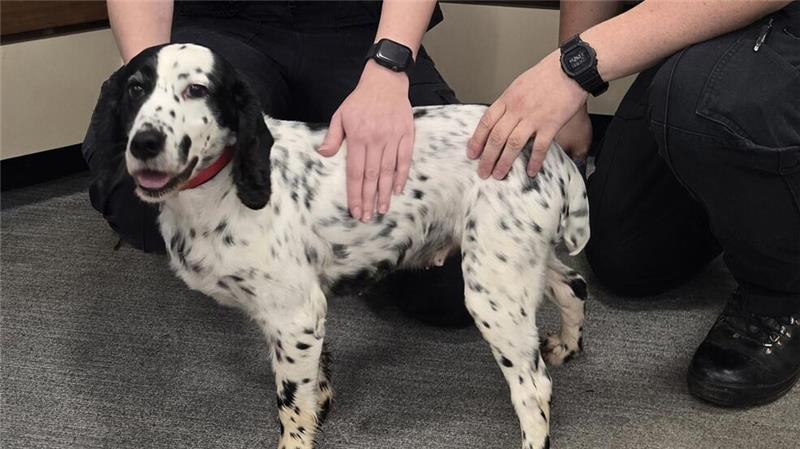 Vor acht Jahren gestohlen: Polizei findet Hund in England Acht Jahre war Daisy verschwunden.