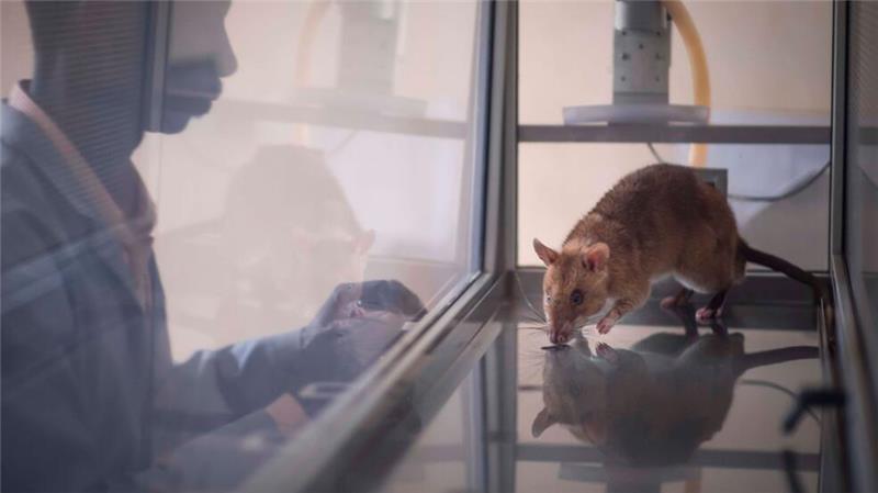 Acht der elf getesteten Ratten waren am Ende in der Lage, vier häufig geschmuggelte Arten zu identifizieren. 