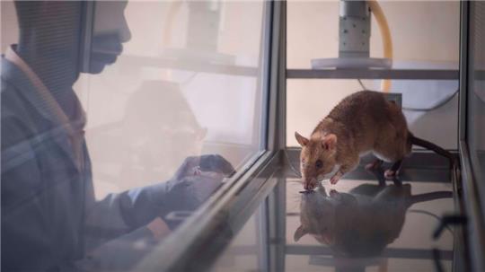 Acht der elf getesteten Ratten waren am Ende in der Lage, vier häufig geschmuggelte Arten zu identifizieren. 