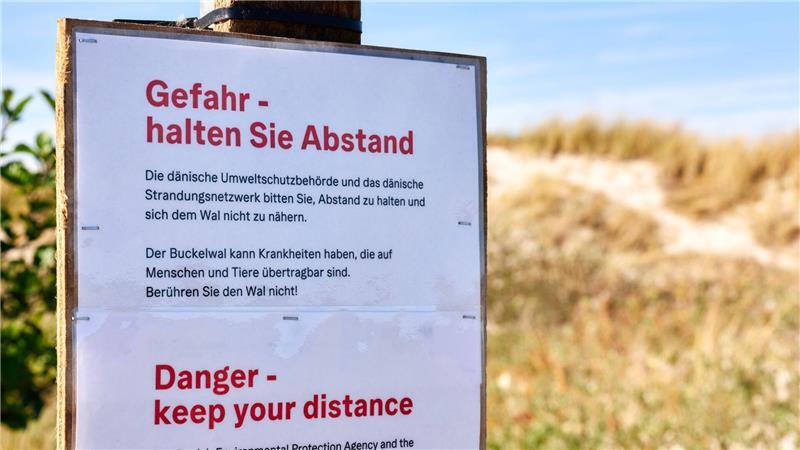 Verwesender Buckelwal wird an Land gezogen Achtung, Ansteckungsgefahr! Die Behörden klären auf Deutsch auf.