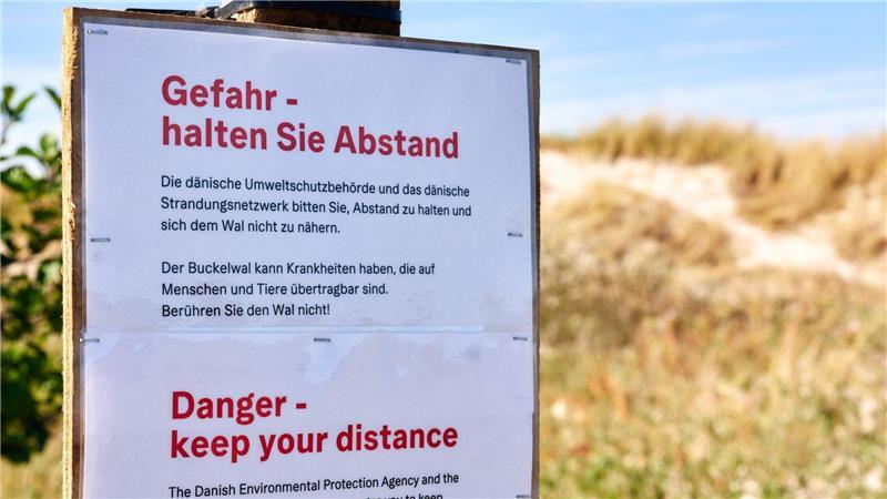 Toter Buckelwal am Strand: Bald beginnt die Spurensuche Achtung, Ansteckungsgefahr! Die Behörden warnen auch auf Deutsch.