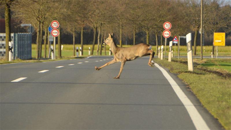 Achtung Reh! Jetzt schön langsam fahren und mit Nachzüglern im Wildwechsel rechnen.