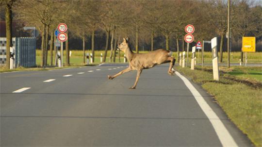 Achtung Reh! Jetzt schön langsam fahren und mit Nachzüglern im Wildwechsel rechnen.